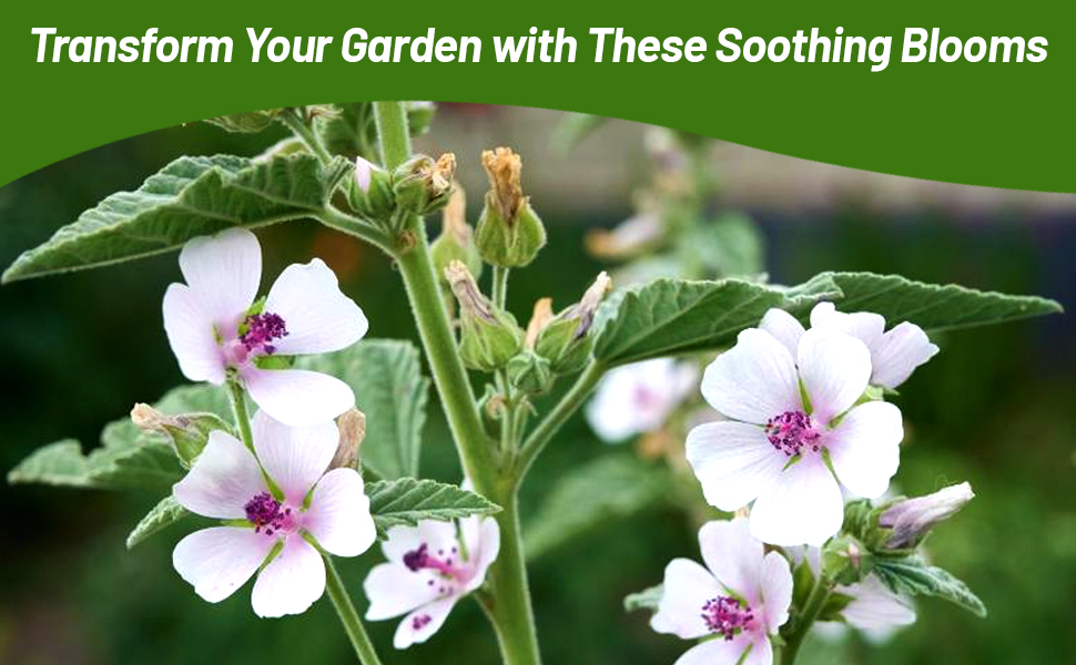 Flowering Althaea Officinalis Marsh Mallow Blooms