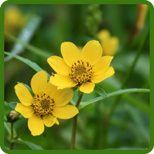 Heat & Drought Tolerant Bur Marigold
