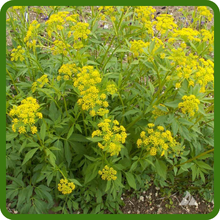 Low Maintenance and Hardy Golden Alexander Plants