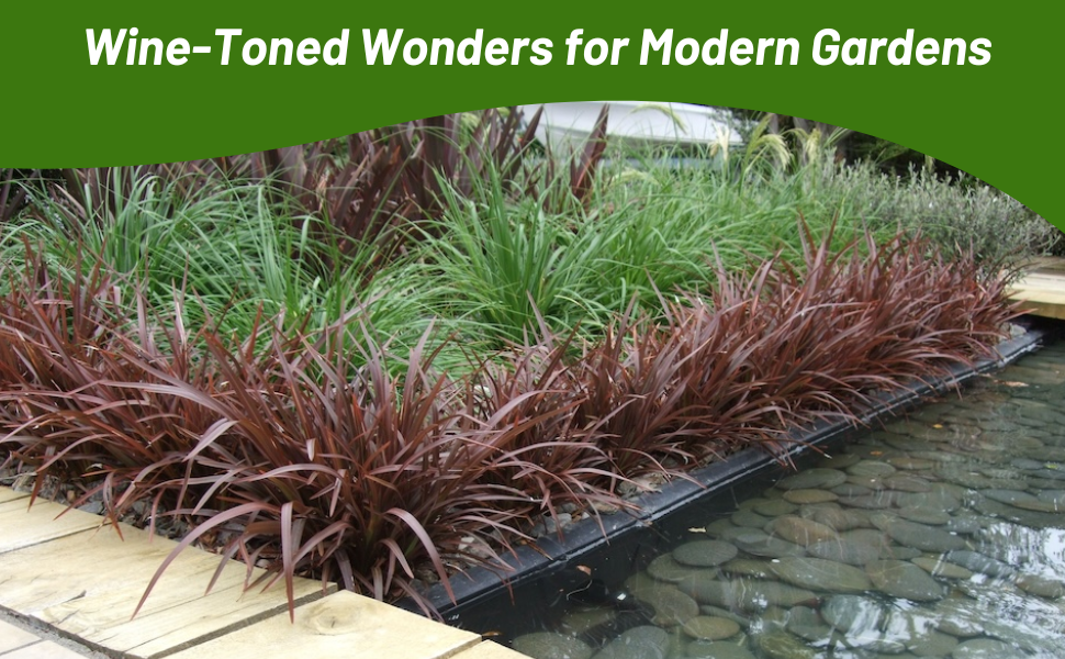 Phormium Plants For Container Gardening