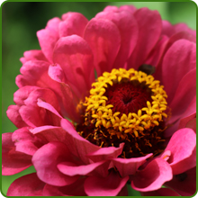 Zinnia Lilliput Blossom