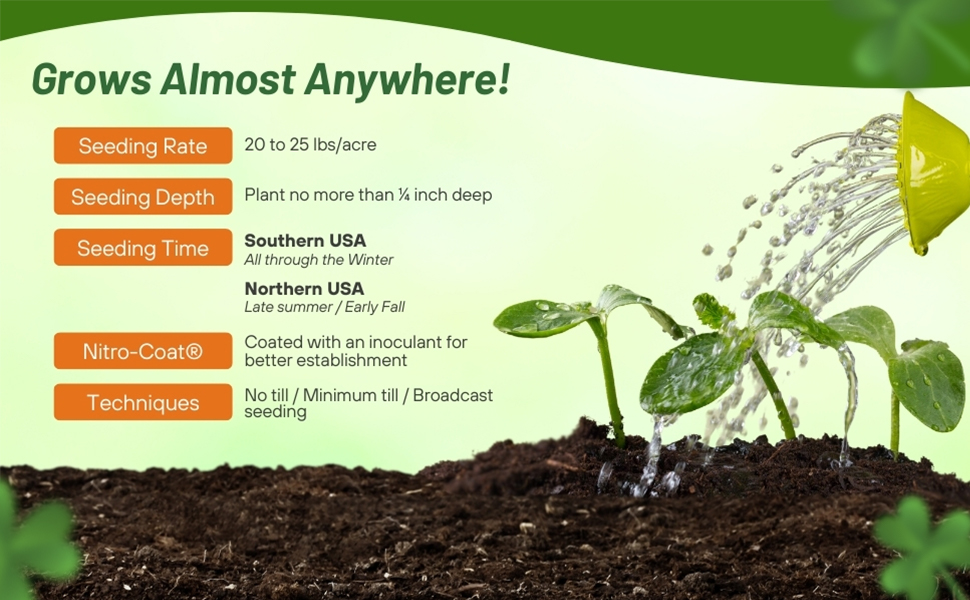 Seeding Rate & Planting Time For Perennial Ladino White Clover Seed
