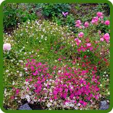 Gypsophila Erosion Control Plants
