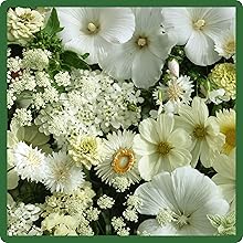 White Flower Seed Mixture