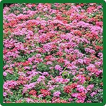 Low Growing Moss Verbena Sweetheart Kisses Flowers