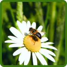 Pollinator Friendly Northwest Wildflower Seed Mixture