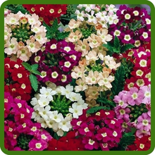 Long Bloom Season of Verbena Hybrida Flowers