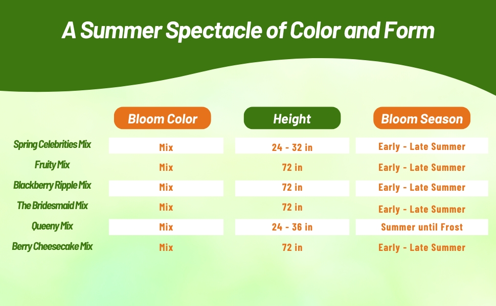 Bloom Color, Bloom Season, & Height Chart of Hollyhock Plants