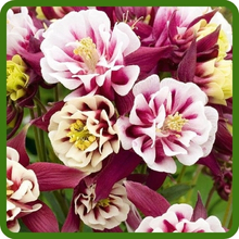 Cold Hardy Aquilegia Columbine