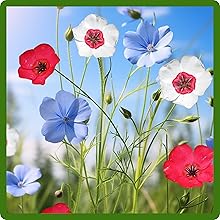 Annual Flax Seed Mix