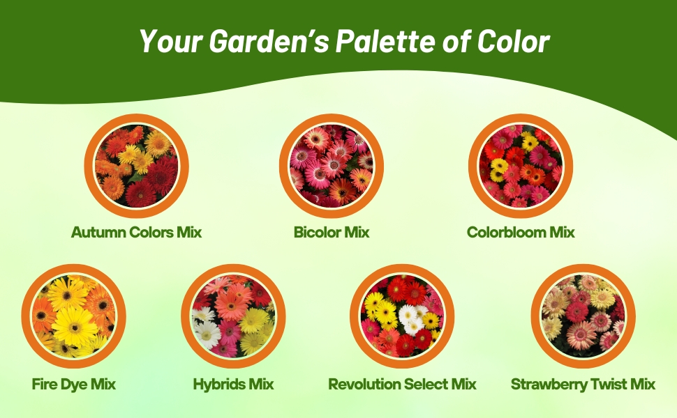 Varieties of Gerbera From Seeds