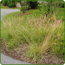 Heat Tolerant Southwest Native Grass Seed Mixture