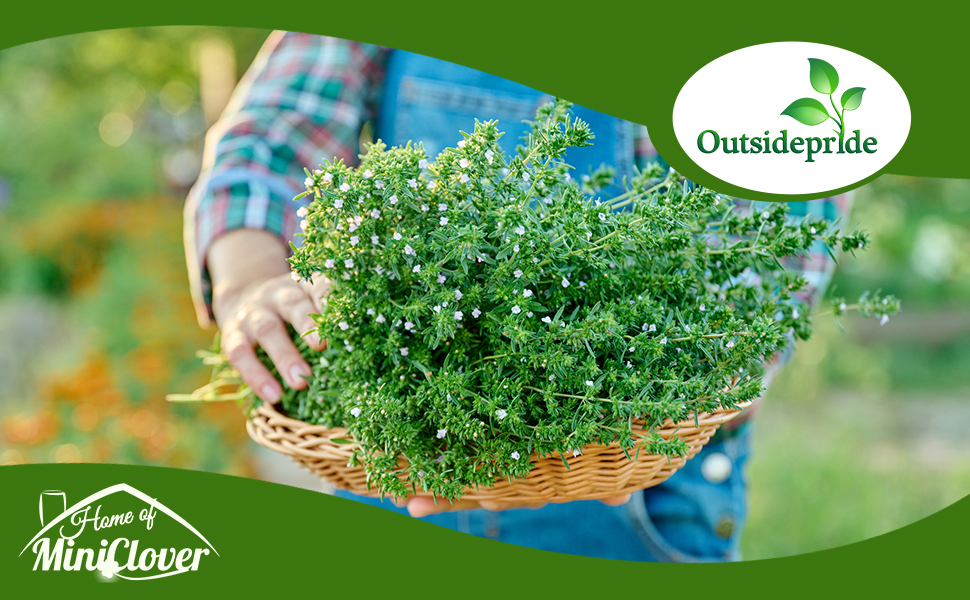 Cut Savory Herbs in Wicker Basket