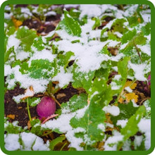 Frost Tolerant Purpletop Turnip Cover Crop Seeds