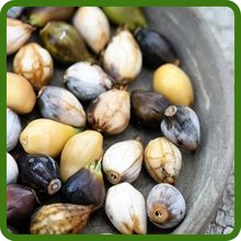 Coix Unique Flower Seeds