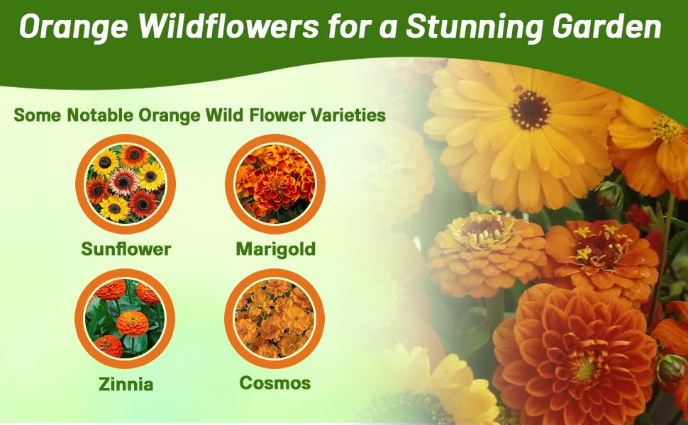 Orange Flowering Mixtures of Flower Seeds