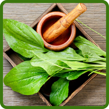 Versatile Uses of Plantain