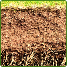 Big Bluestem Native Grass Seed Erosion Control