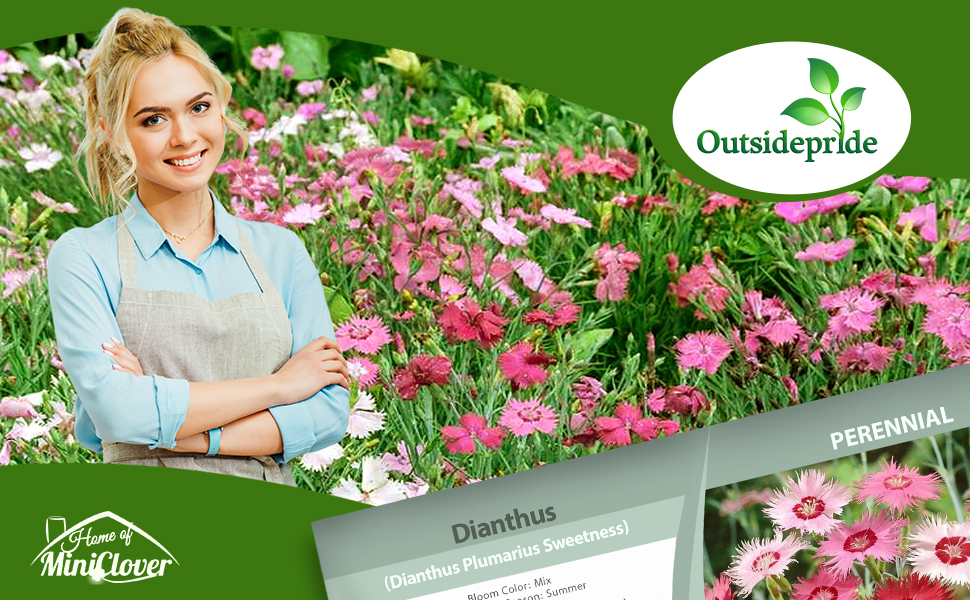 Dianthus Plumarius Flower Garden Mixture