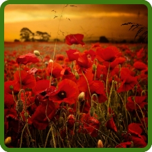 Deep Red Blooms of Red Poppy Flowers
