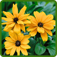 Bright, Large Blooms of Gloriosa Daisy Indian Summer