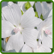 Musk Mallow Elegant White Blooms
