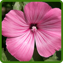 Rose Mallow Bright, Showy Blooms in Vibrant Colors