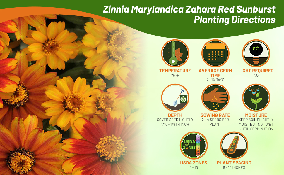 Planting Directions For Zinnia Zahara Red Sunburst Flower Seeds