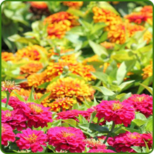 Dwarf, Compact Growth of Rock Garden Annuals