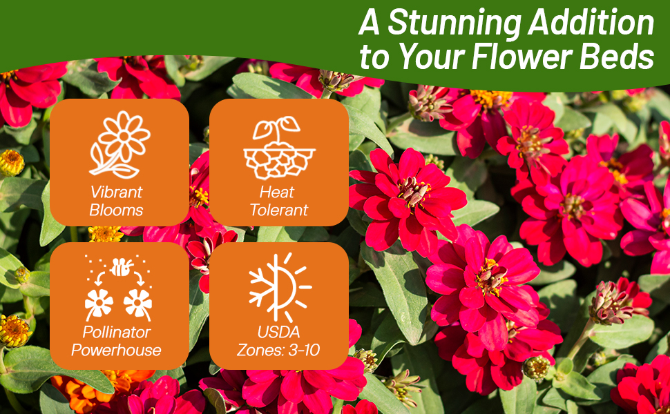 Heat & Drought Tolerant Zinnia Profusion Double Hot Cherry Flowers