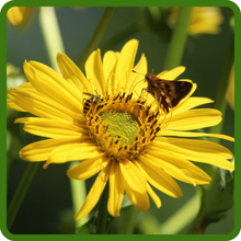 Pollinator Friendly Cup Plant Flowers with Butterfly