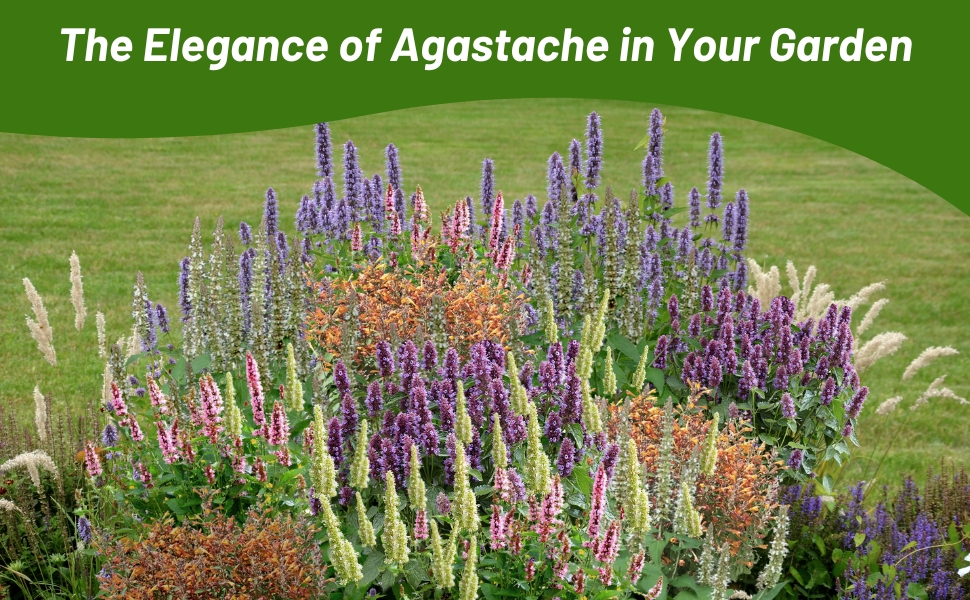 Agastache Flower Garden with Upright Colorful Spikes