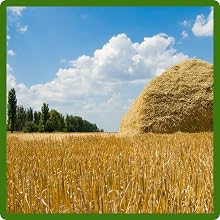 Nutrious Forage Grown From Pasture Seed