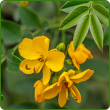 Wild Senna Yellow Flowers Attract Pollinating Bees & Butterflies