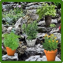 Tarragon, Mugwort, & Wormwood Container Plants