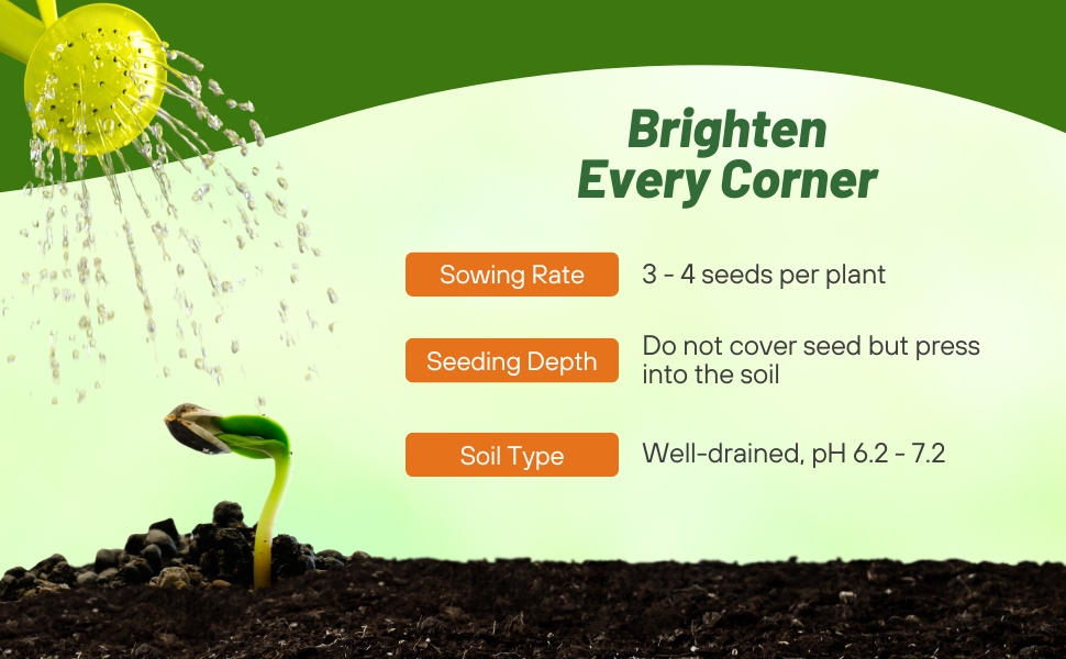 Planting Directions For Early Sunrise Coreopsis Flower Seeds