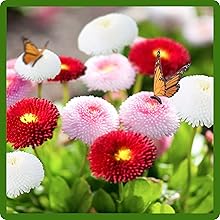 Bellis Attracting Butterfly Pollinators