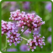 Vervain Vibrant and Long-Lasting Blooms