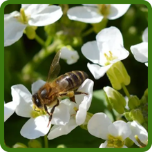 Arabis Wall Rock Cress Attracts Pollinators