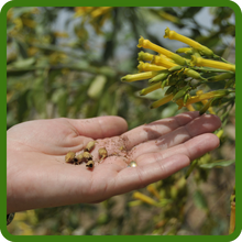 Harvest of Yellow Mustard Plants