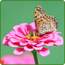 Pollinator Magnent of Zinnia Zahara Raspberry Lemonade Flowers