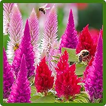 Polliinating Bees on Celosia Blooms