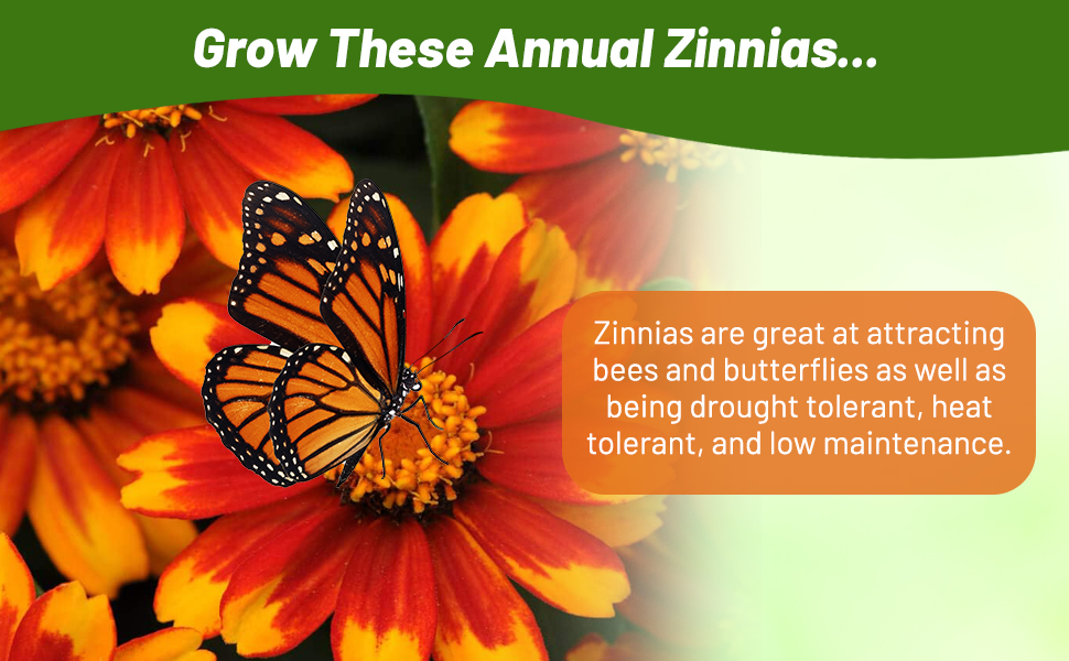 Zinnia Zahara Red Sunburst Flower Attracting Pollinating Butterflies