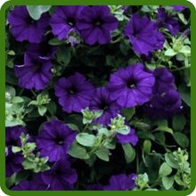 Petunia Alderman Flower Seeds For Planting Outdoors