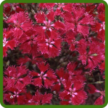 Red Fringed Petals of Dianthus Superbus