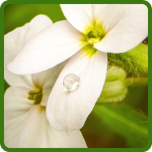 Moisture Tolerant Northwest Wildflower Seed Mixture