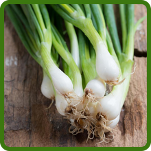 Sweet Onion White Bulbs