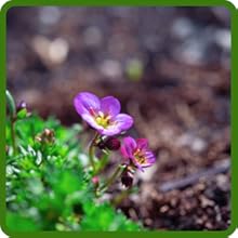 Saxifraga Frost Tolerant Plants