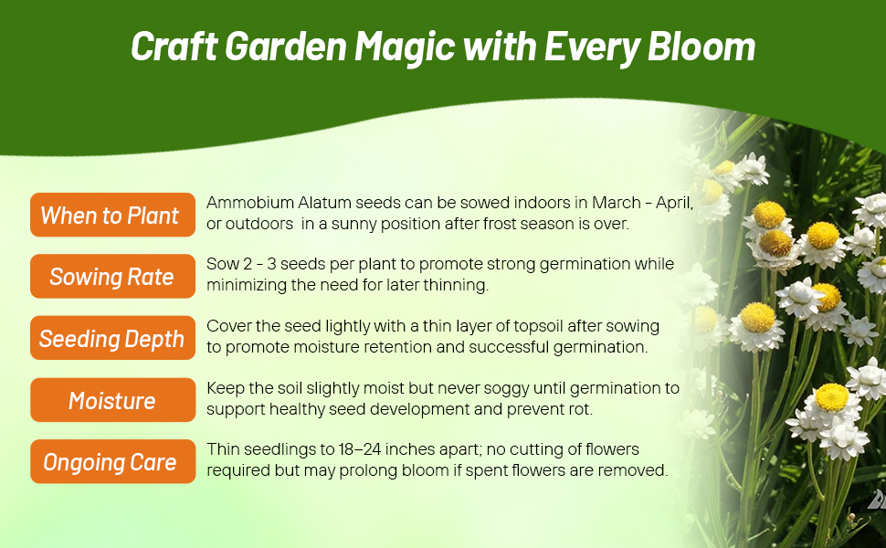 Planting Directions & Sowing Rate For Ammobium Flower Seeds