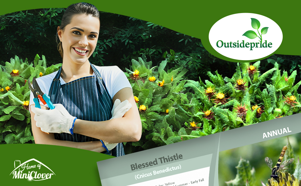 Blessed Thistle Herb Garden Planted From Seeds